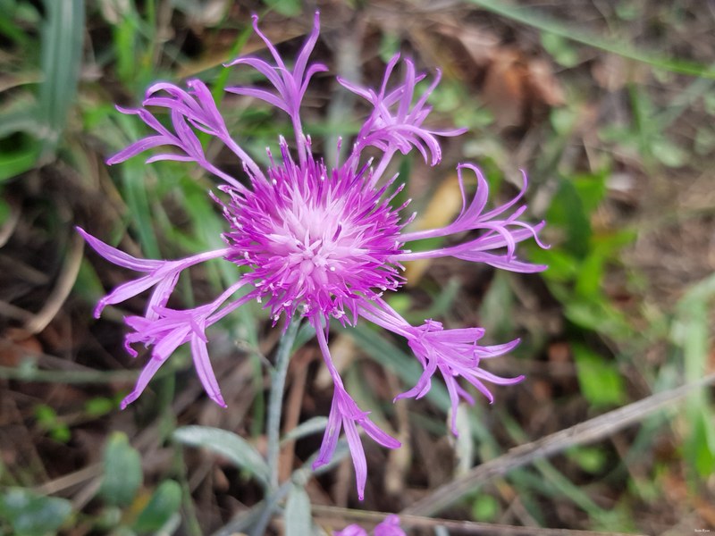 Danube Flowers 2017 - 03-2017-09-27 16.16.07